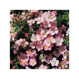 CENTRE STAGE (Ground cover)